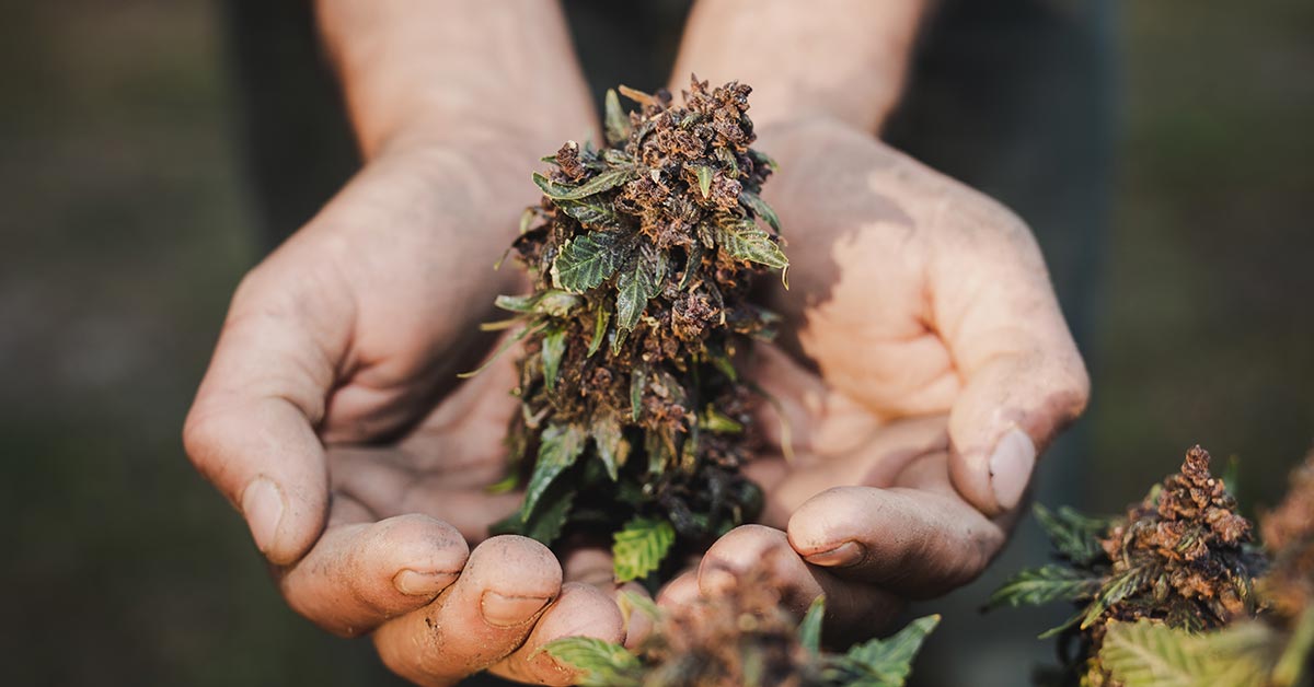 Fleur de CBD : avis, bienfaits, effets secondaires