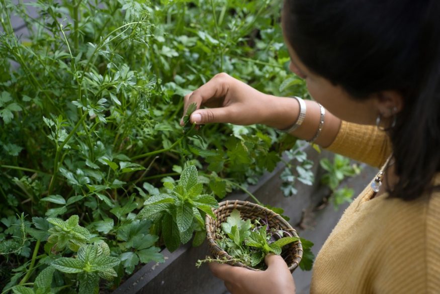 Les bienfaits de la vaporisation des plantes aromatiques et médicinales
